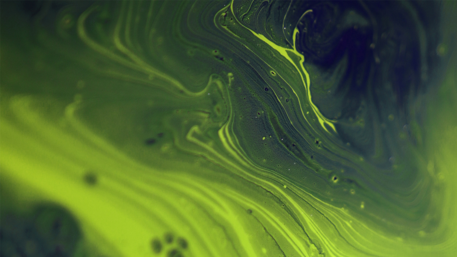 Image of Algae